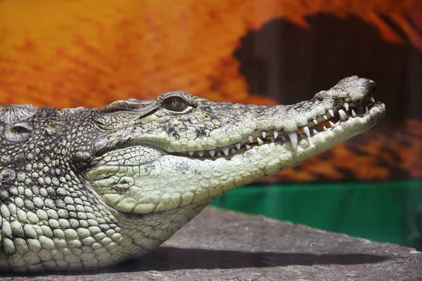 Крокодил Крупним Планом Aligator — стокове фото