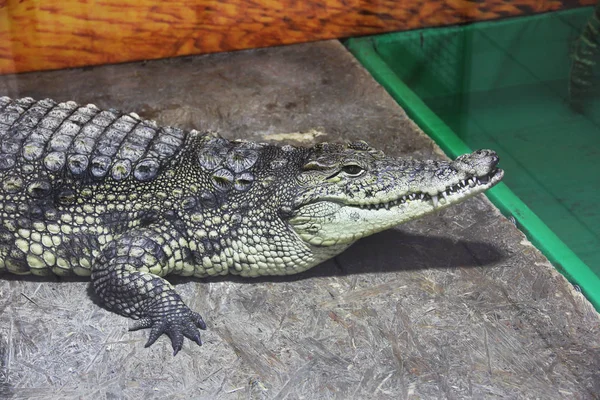 Krokodil Nära Håll Aligator — Stockfoto