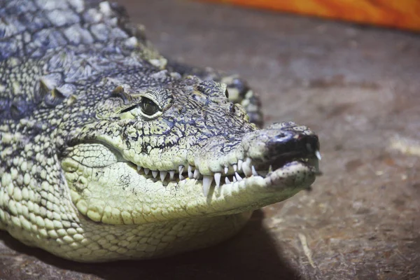 Krokodil Közelről Aligator — Stock Fotó