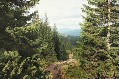 Orman ve dağlar. Doğa