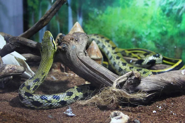 Φίδι Στο Terrarium — Φωτογραφία Αρχείου
