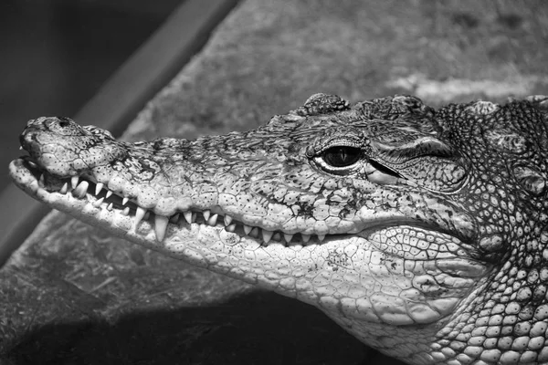 Crocodilo Perto Aligator — Fotografia de Stock