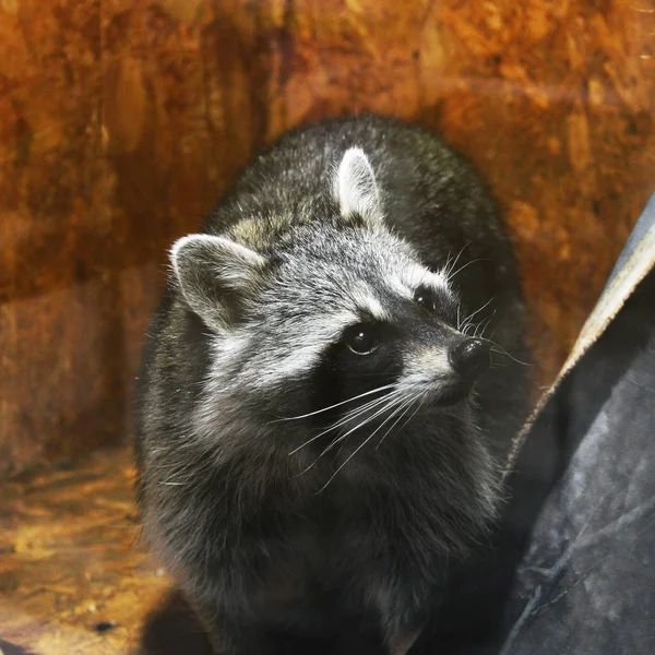 Raccoon Zoo — Stock Photo, Image