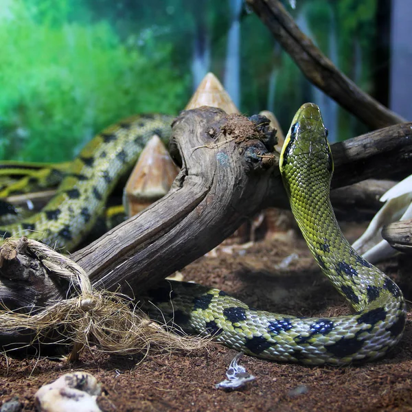 Schlange Terrarium — Stockfoto