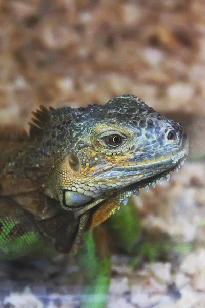 Große Eidechse Terrarium — Stockfoto