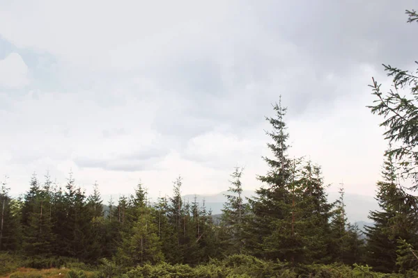 Лес Горах — стоковое фото