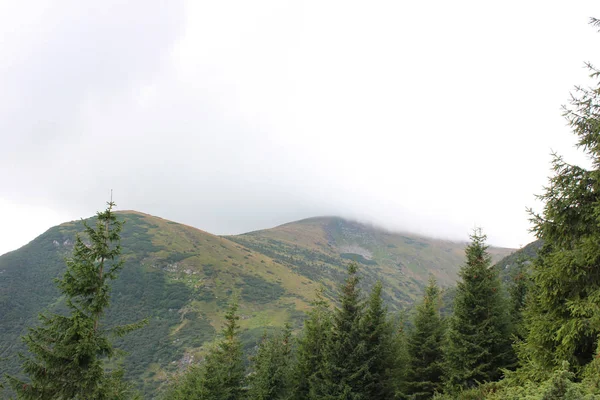 Forest Mountains — Stock Photo, Image