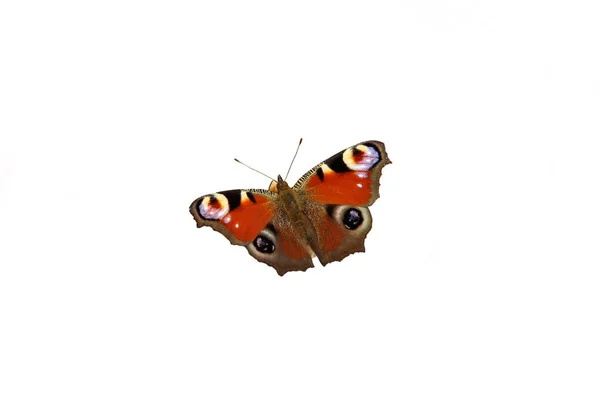 Butterfly White Background — Stock Photo, Image