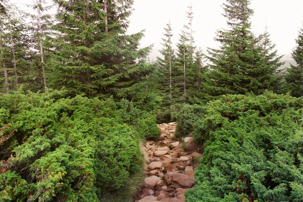 Floresta Montanhas Natureza — Fotografia de Stock