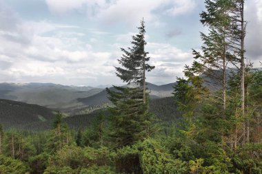 Orman dağlarda. Doğa