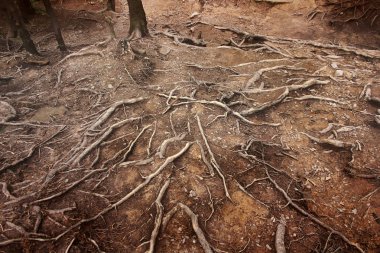 Ağaç kökleri dağlarda