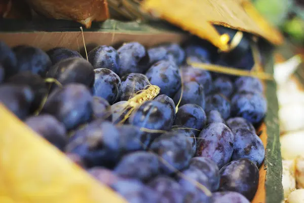 Récolte Prune Gros Plan — Photo