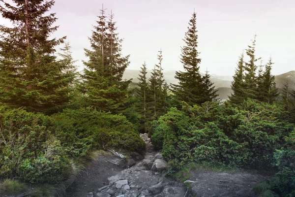 Forêt Dans Les Montagnes Nature — Photo