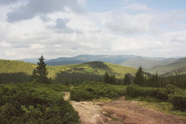 Forêt Dans Les Montagnes Nature — Photo