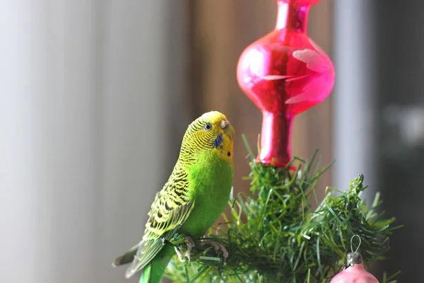 Loro Árbol Año Nuevo — Foto de Stock