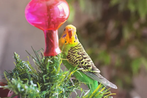 新年のツリーをオウムします — ストック写真