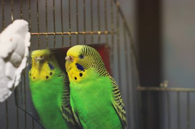 Ayna yakınındaki dalgalı papağan