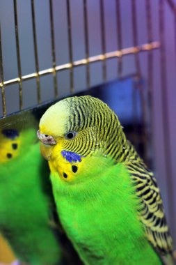 Ayna yakınındaki dalgalı papağan