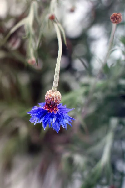 Centaurea Cornflower Flowers Winter — Stock Photo, Image