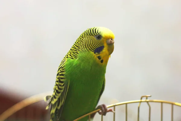 Papagaio Ondulado Senta Gaiola — Fotografia de Stock