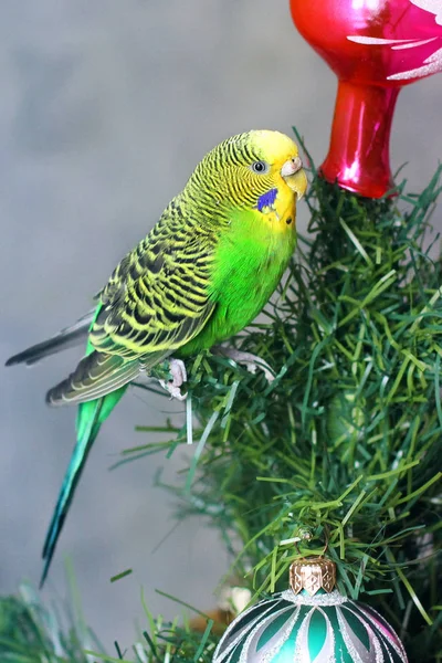 Bir Yılbaşı Ağacı Papağan — Stok fotoğraf