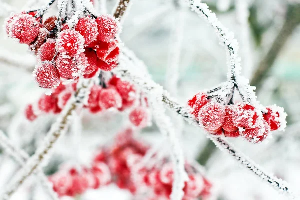 雪の中冷凍ガマズミ属の木 最初の雪 — ストック写真