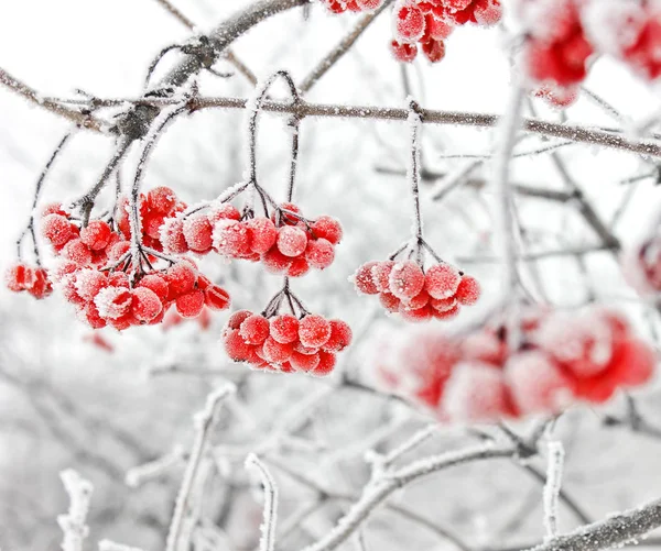 雪の中冷凍ガマズミ属の木 最初の雪 — ストック写真