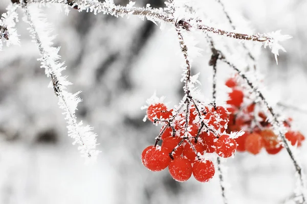 Κατεψυγμένα Viburnum Κάτω Από Χιόνι Χειμώνα Πρώτο Χιόνι — Φωτογραφία Αρχείου