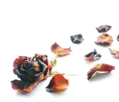 Kurutulmuş gül beyaz bir arka plan üzerinde. Gül yaprakları