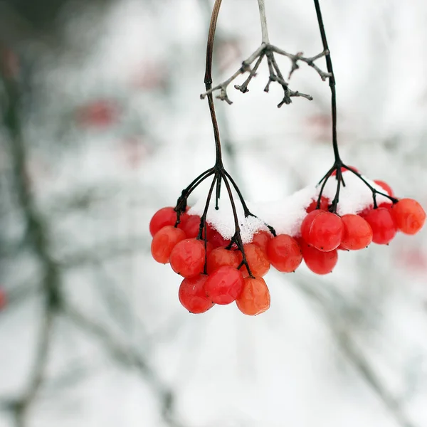 Télen Fagyott Alatt Labdarózsa Viburnum Hóban Első Ősszel Gyönyörű Téli — Stock Fotó