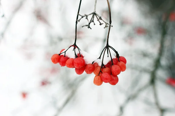 Inverno Congelado Viburnum Sob Neve Viburnum Snow Primeira Neve Outono — Fotografia de Stock