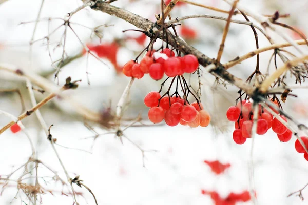 Inverno Congelado Viburnum Sob Neve Viburnum Snow Primeira Neve Outono — Fotografia de Stock