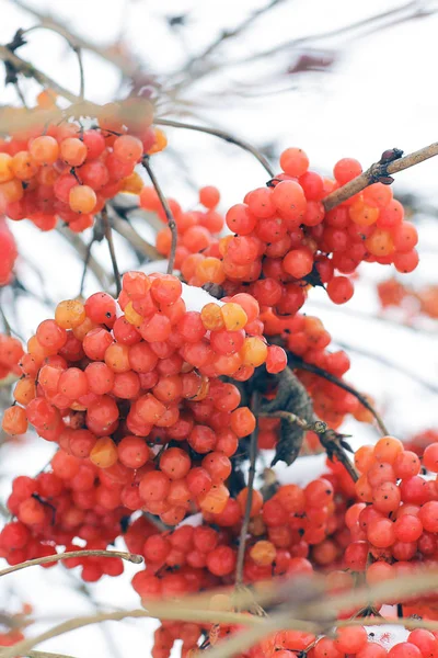 Inverno Congelado Viburnum Sob Neve Viburnum Snow Primeira Neve Outono — Fotografia de Stock