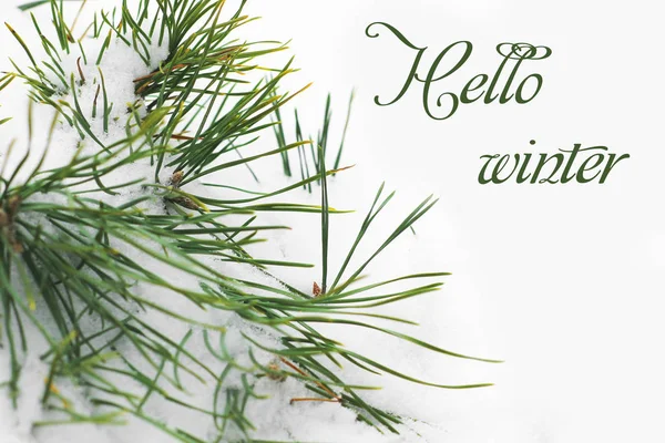 Hello Winter Snow Covered Spruce Needles Covered Snow Stock Image