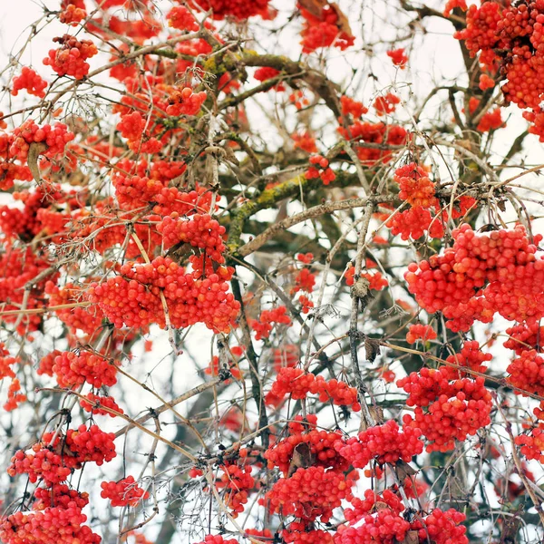 Viburnum Snön Vackra Vinter Naturen — Stockfoto