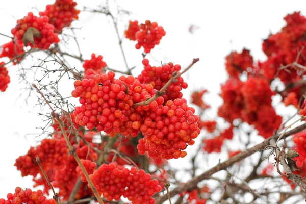 Viburnum Snow Belo Inverno Natureza — Fotografia de Stock