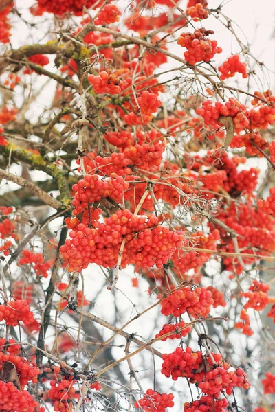 Viburnum Snow Beautiful Winter Nature — Stock Photo, Image