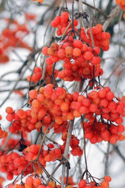 Kartopu karda. Güzel kış. Doğa