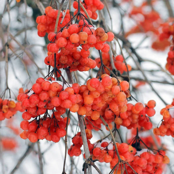 Viburnum Snow Beautiful Winter Nature — Stock Photo, Image