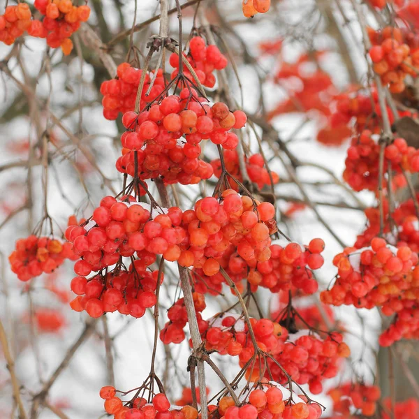 Viburnum Snow Belo Inverno Natureza — Fotografia de Stock