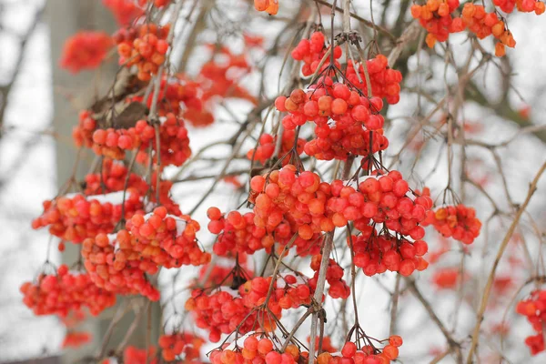 Viburnum Snow Belo Inverno Natureza — Fotografia de Stock