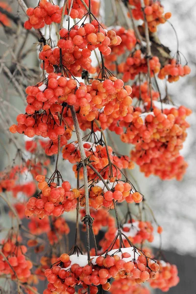 Viburnum Snow Belo Inverno Natureza — Fotografia de Stock