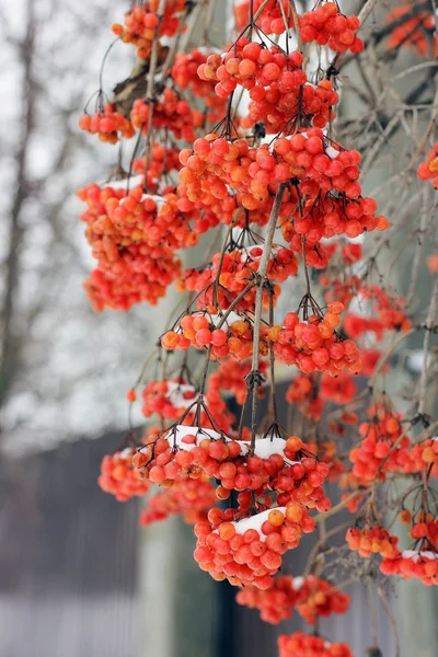 Viburnum Snow Beautiful Winter Nature — Stock Photo, Image