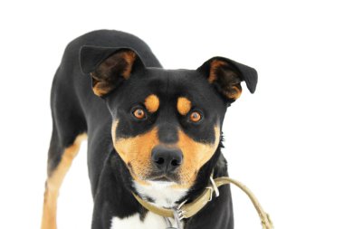 beyaz arkaplan üzerinde köpek