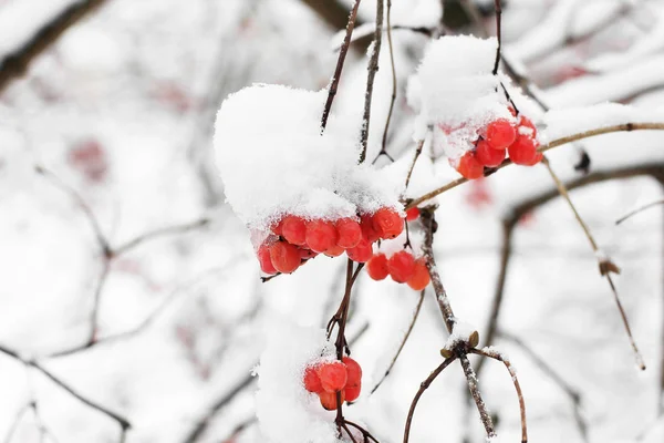 Viburno Nella Neve Bellissimo Inverno — Foto Stock