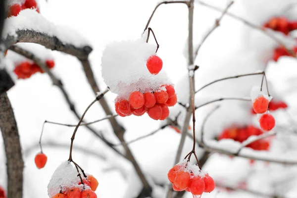 Viburno Nella Neve Bellissimo Inverno — Foto Stock