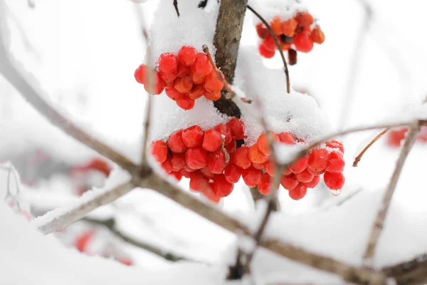 Βιβούρνο Στο Χιόνι Όμορφο Χειμώνα — Φωτογραφία Αρχείου