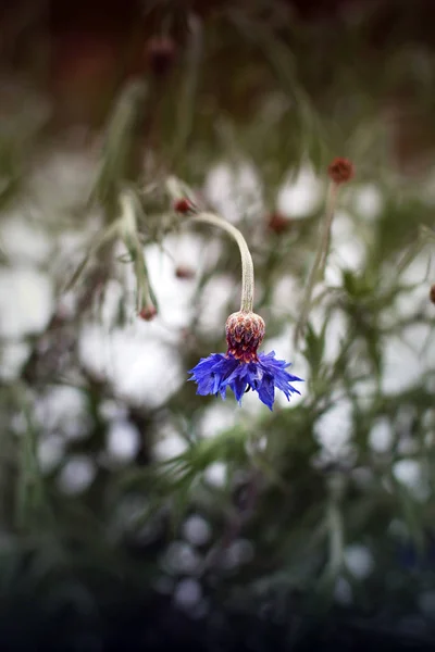 Centaurea Blomma Blå Vintern — Stockfoto