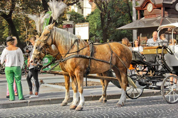 乌克兰利沃夫 2018年8月25日 市中心有马车的马 — 图库照片