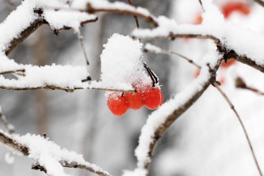 Kartopu karda. Güzel kış.
